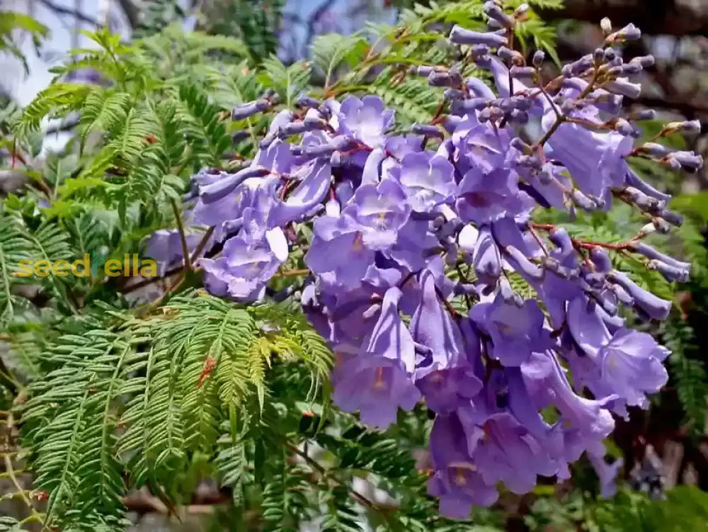Jacaranda Flower Seeds For Planting Create A Vibrant Garden