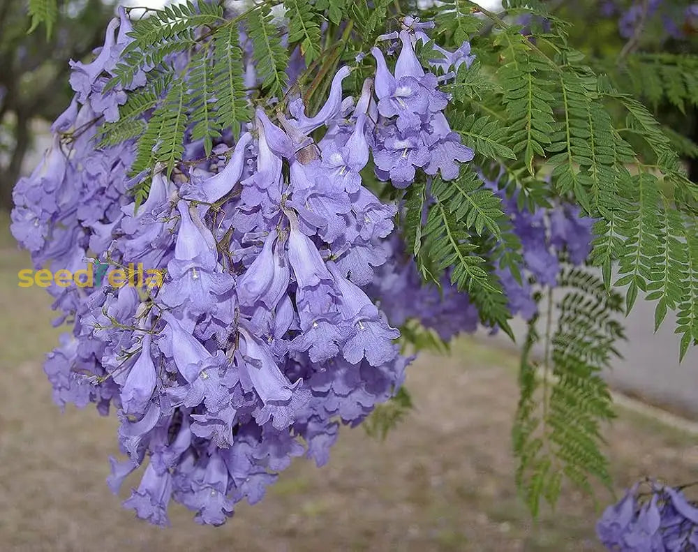 Jacaranda Flower Seeds For Planting Create A Vibrant Garden