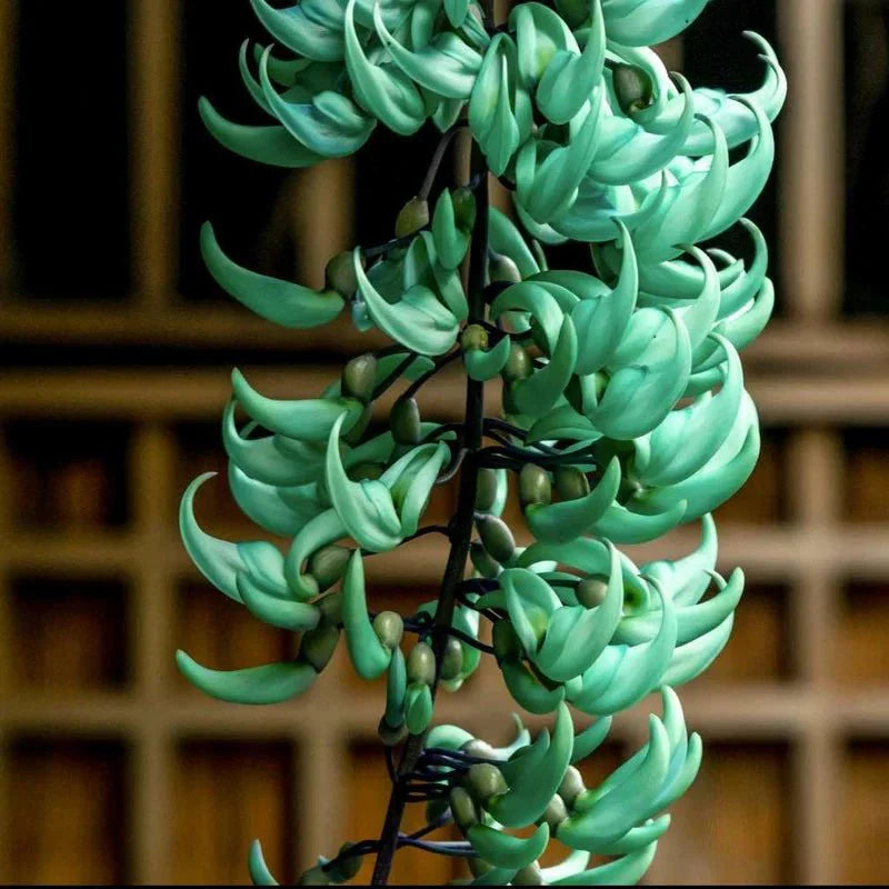 Jade Green Flower seeds for Planting - Long Bloom Season, Heirloom & GMO Free Seeds for Home Garden