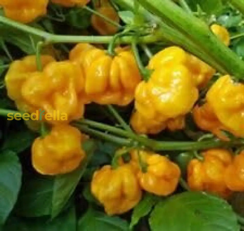 Jamaican Scotch Bonnet Pepper Seeds For Planting Hot Variety Flower