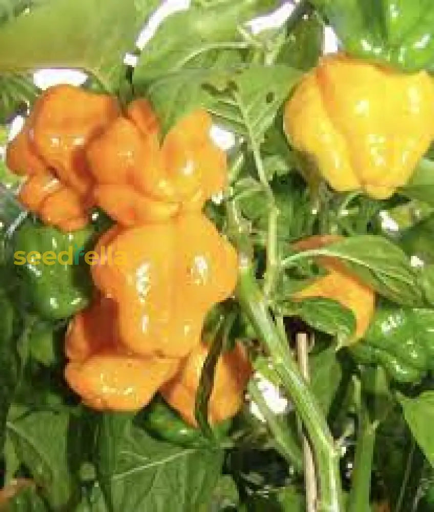 Jamaican Scotch Bonnet Pepper Seeds For Planting Hot Variety Flower