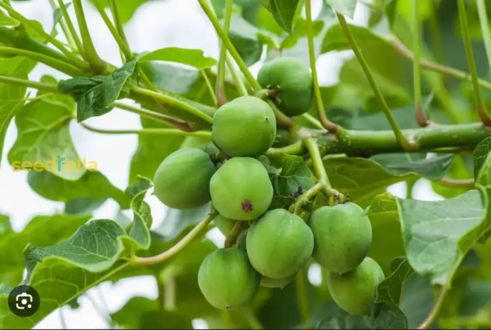 Jatropha Seeds For Planting Fruit