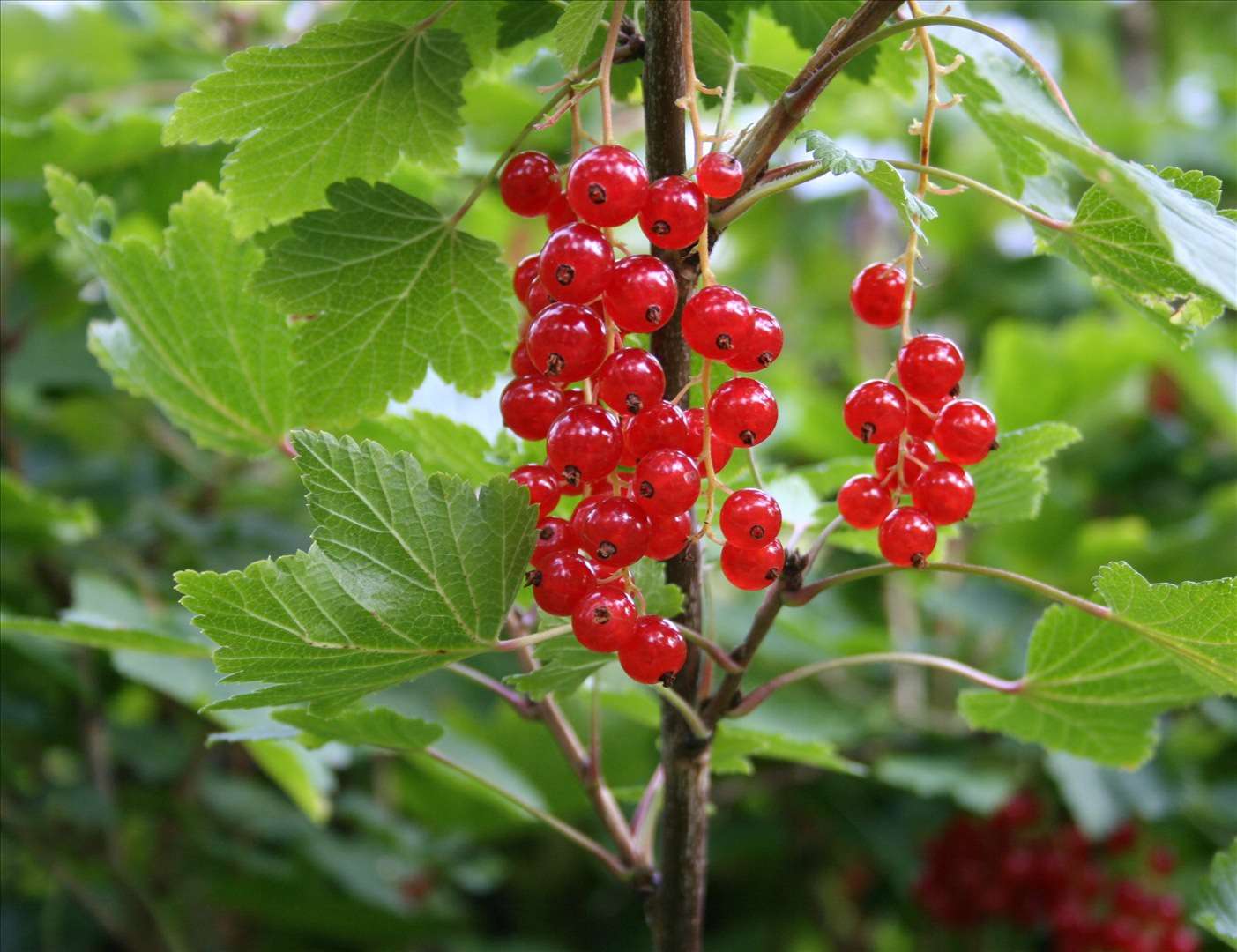Johannisbeere Red Fruit Seeds for Planting - Grow Your Own Juicy Currants!
