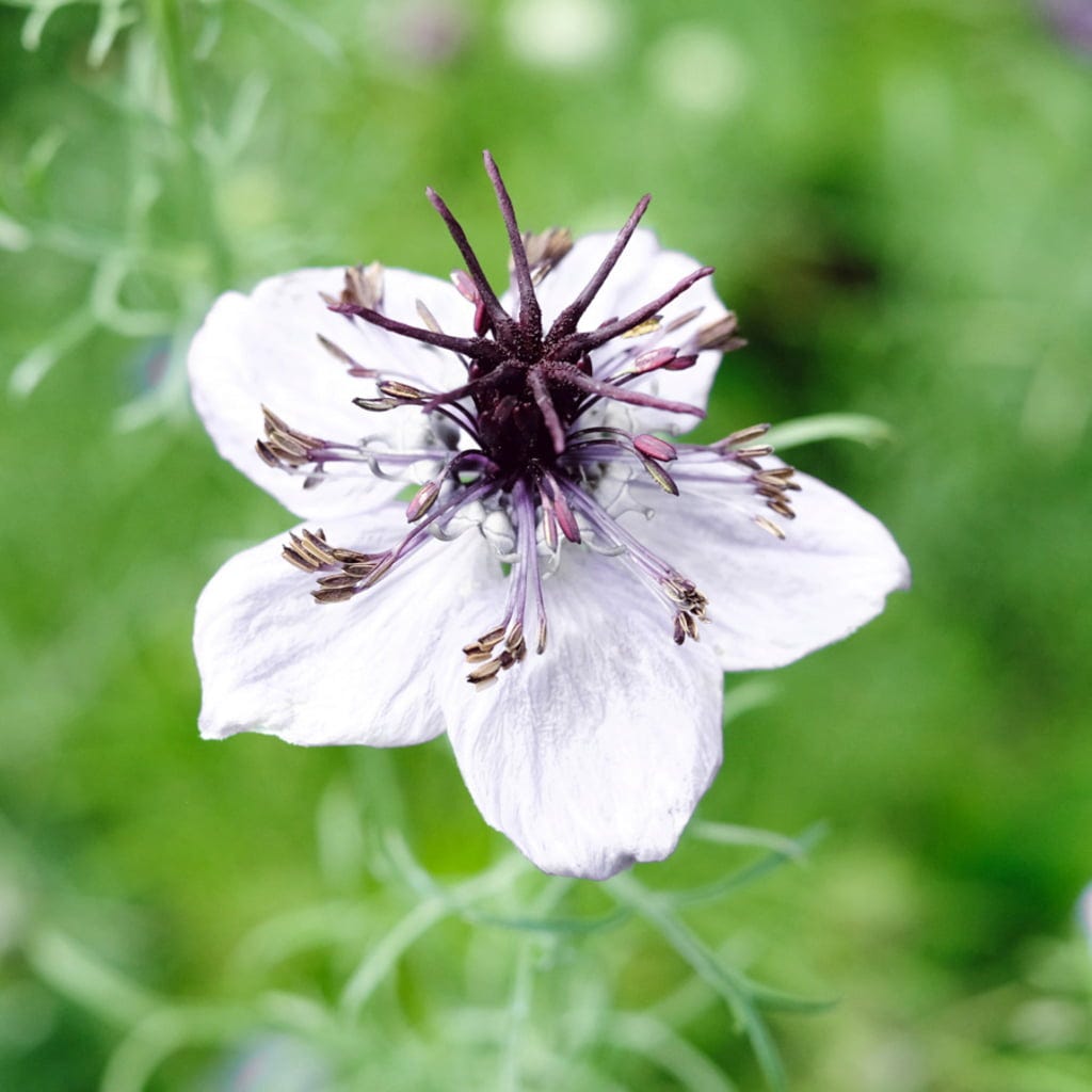 White Nigella African Flower seeds for Planting - Shade Tolerant, Heirloom & GMO Free Seeds for Home Garden