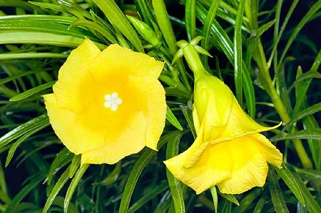 Thevetia Neriifolia Flower seeds for Planting - Fragrant Blossoms, Heirloom & GMO Free Seeds for Home Garden