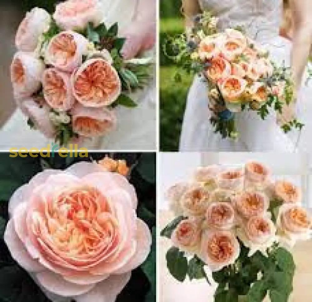 Juliet Flower Planting Seeds For Vibrant Blooms - Perfect Your Garden