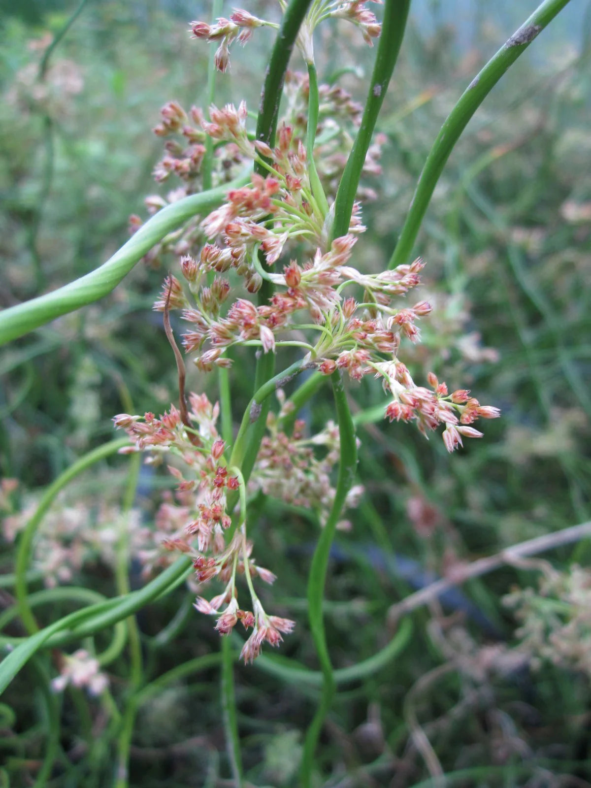 Juncus Effusus Corkscrew Rush Seeds for Planting | Unique Aquatic Flower Seeds