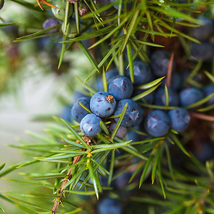 Juniperus Fruit Planting Seeds for Garden - Grow Hardy Evergreen Shrub with Aromatic Berries, Perfect for Spring or Fall Planting