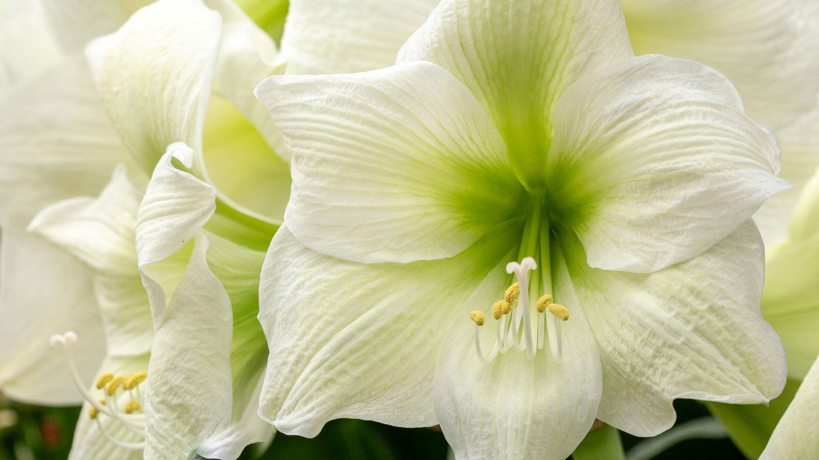 White Amaryllis Seeds for Planting