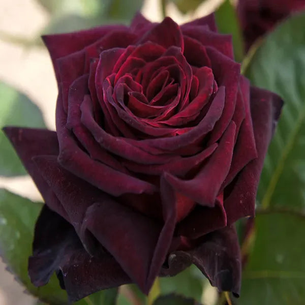Deep Red Rose Flower seeds for Planting - Garden Favorite, Heirloom & GMO Free Seeds for Home Garden