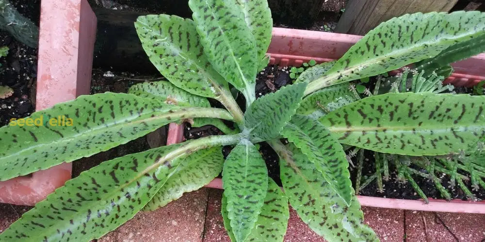 Kalanchoe Gastonis Succulent Seeds For Easy Planting Plant Seeds
