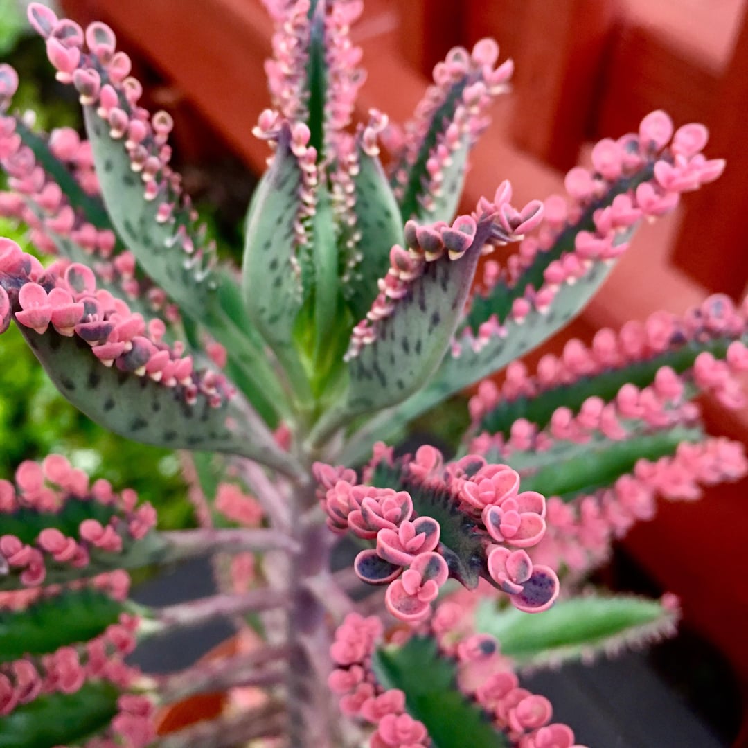 Brown Kalanchoe Seeds for Planting - Bonsai Flower Variety Heirloom Non-GMO Seeds
