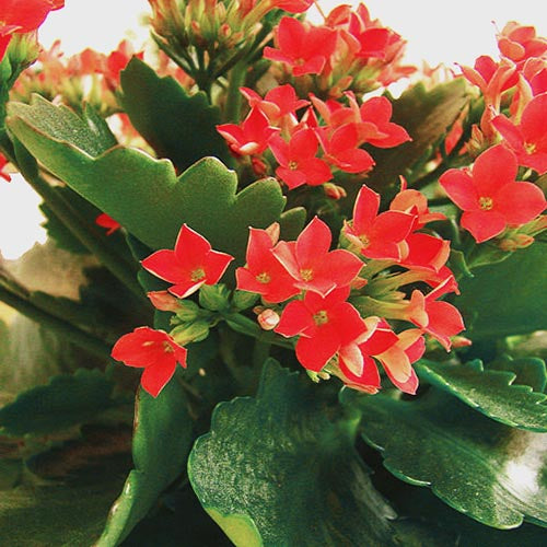Kalanchoe Flower seeds for Planting - Long Bloom Season, Heirloom & GMO Free Seeds for Home Garden