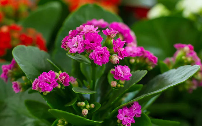 Kalanchoe Succulent Seeds Purple Variety – Indoor and Outdoor Planting