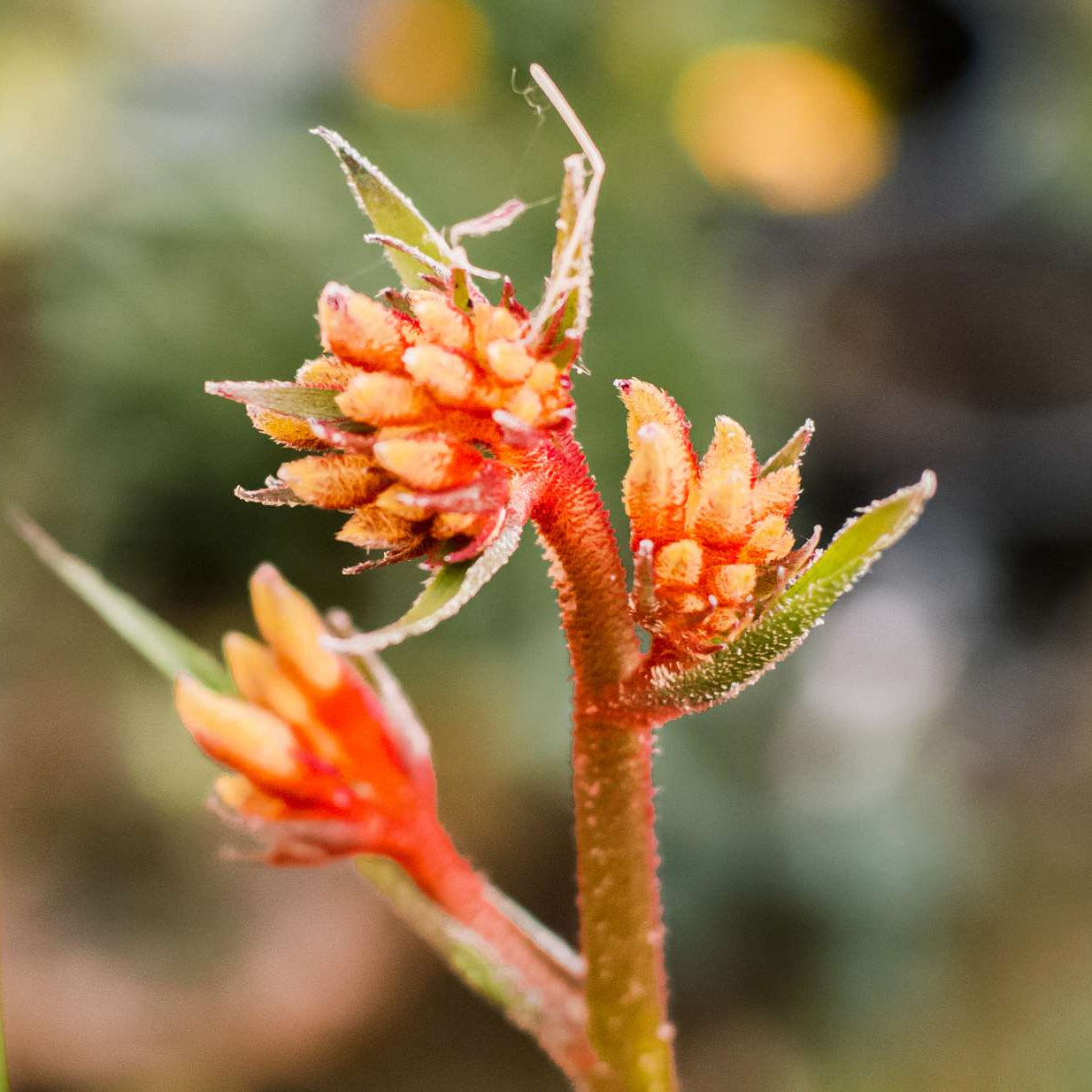 Anigozanthos Humilis Kangaroo Paw Flower Seeds for Easy Planting