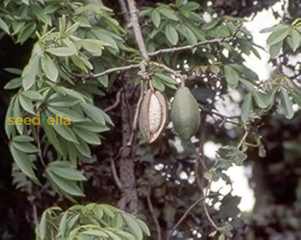 Kapok Tree Seeds Planting Guide: Tips For Successful Growth Plant Seeds