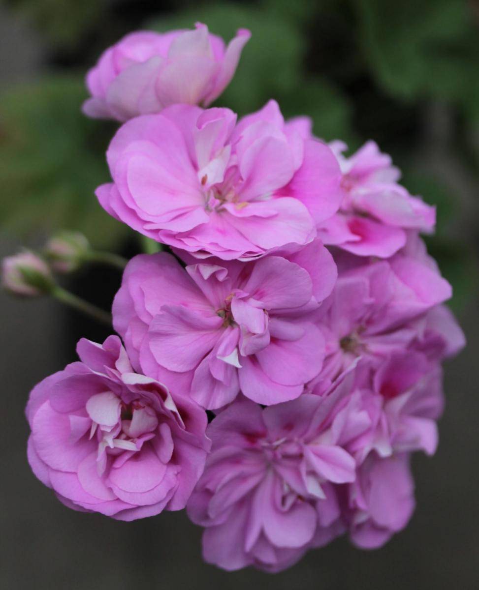 Light Violet Pelargonium Flower Seeds for Planting Low Maintenance Heirloom & GMO Free Seeds for Home Garden
Sale