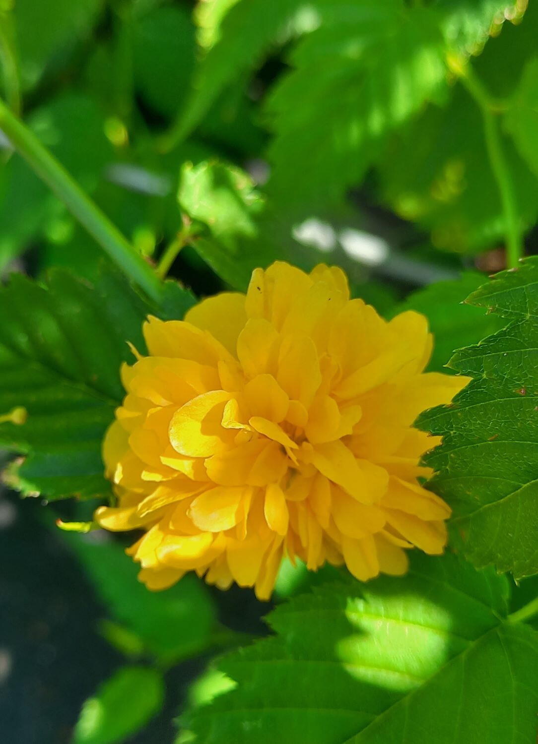 Yellow Kerria Japonica Flower seeds for Planting - Low Maintenance, Heirloom & GMO Free Seeds for Home Garden
