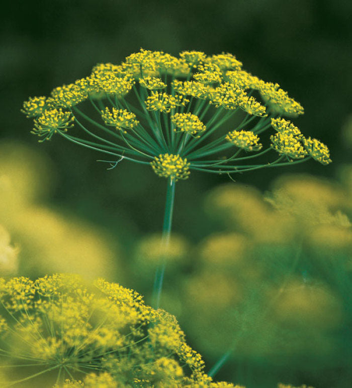 Anethum Graveolens Seeds Flower seeds for Planting - Bright Blooms, Heirloom & GMO Free Seeds for Home Garden