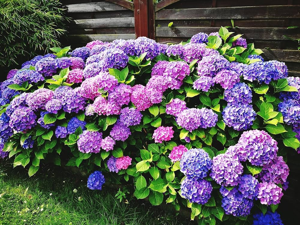 Khaki Hydrangea flower seeds for elegant garden planting