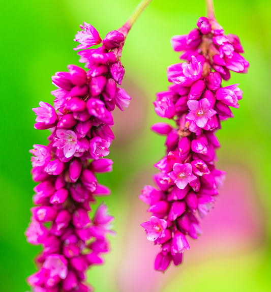 Kiss Me Over the Garden Gate plant with feathery magenta-pink flower spikes