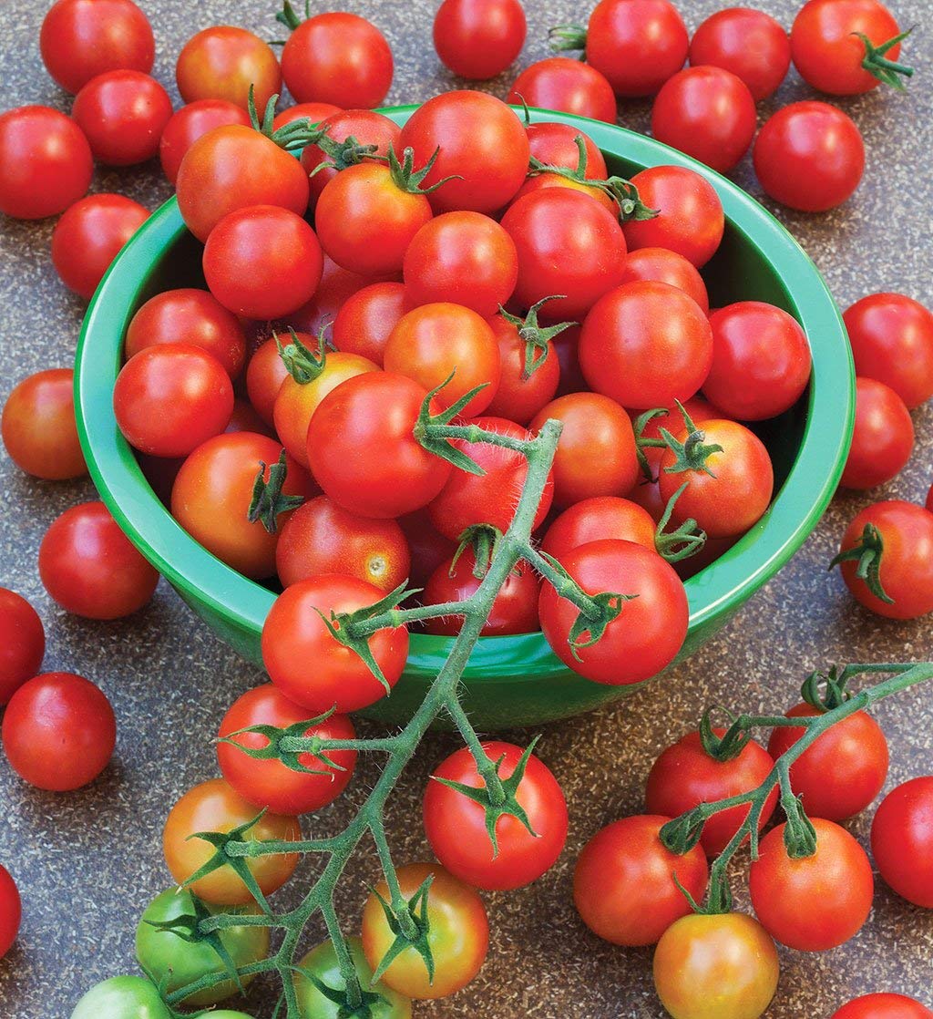 Tomato plant in kitchen garden patch