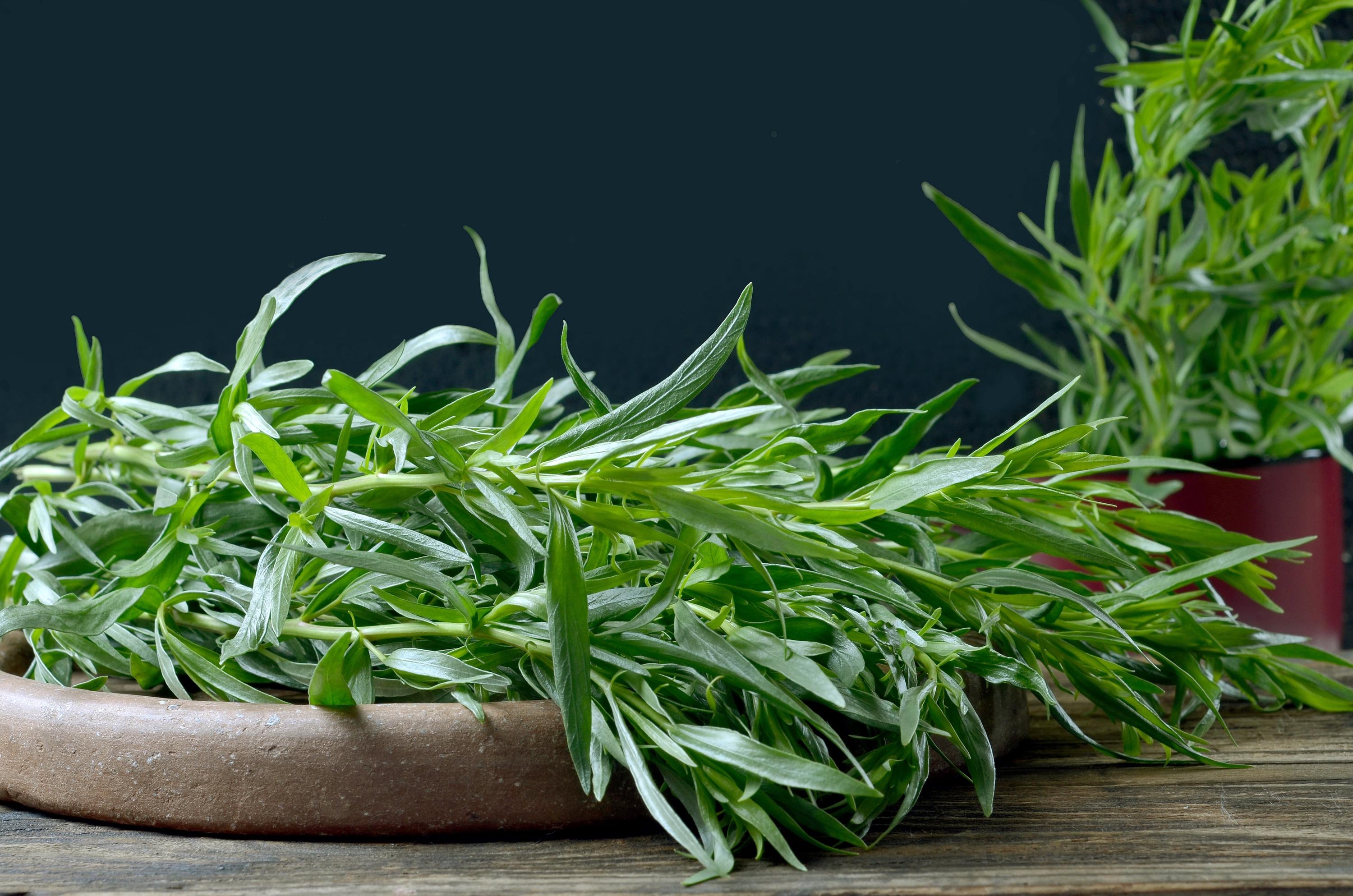 Mature Kitchen Tarragon growing in full sun