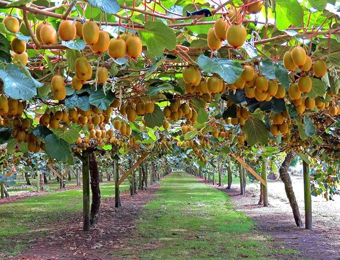 Hardy kiwi vine with ripe kiwi fruit