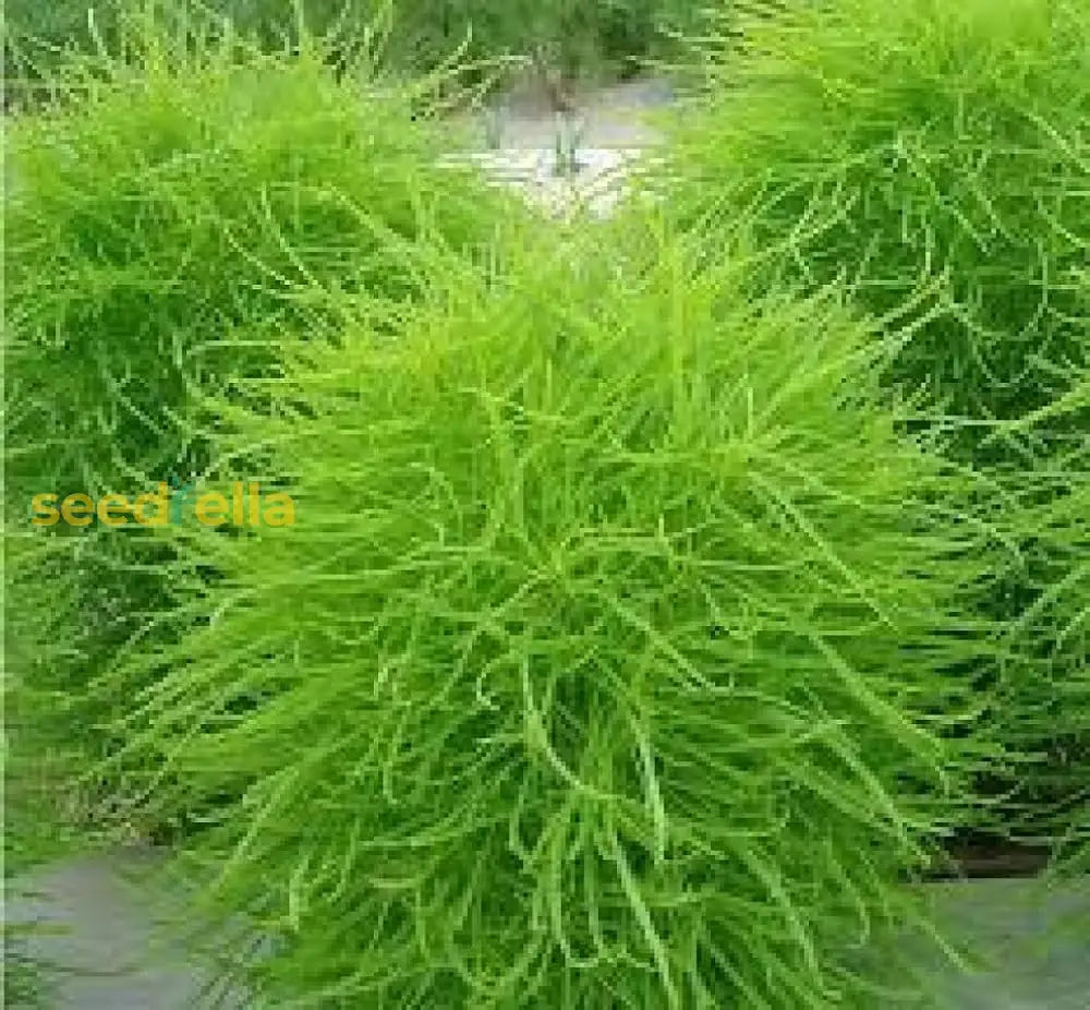 Kochia Plant Seeds For Planting Vibrant Garden Annuals Seeds