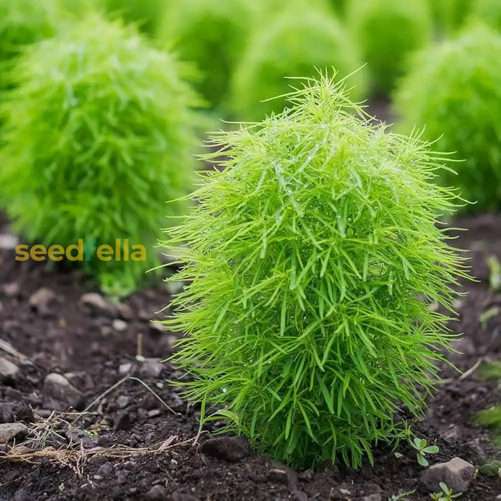 Kochia Plant Seeds For Planting Vibrant Garden Annuals Seeds