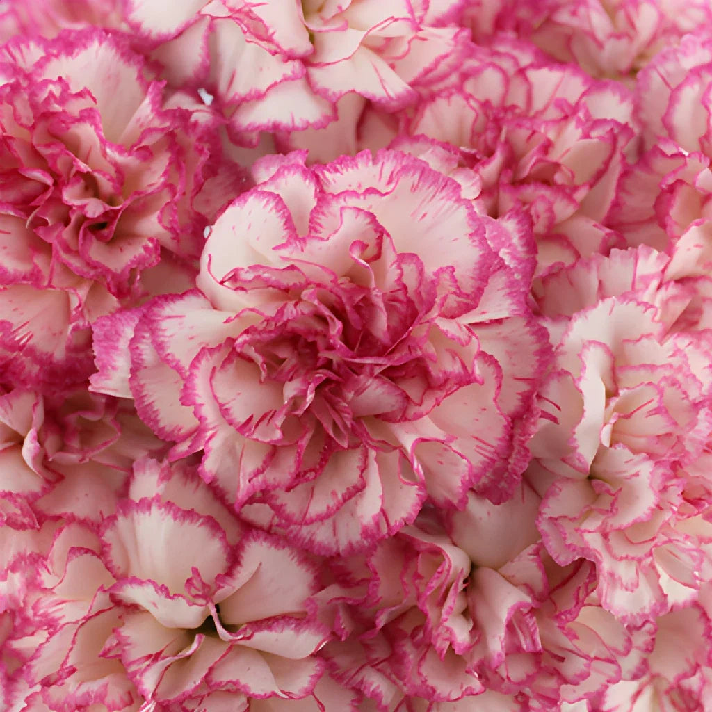 Pink White Carnation Seeds for Planting | Vibrant Annual Flower Seeds for Your Garden - Evergrowseeds