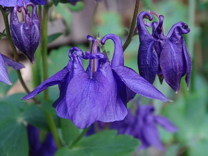Violet Viticella Flower seeds for Planting - Cut Flower Favorite, Heirloom & GMO Free Seeds for Home Garden