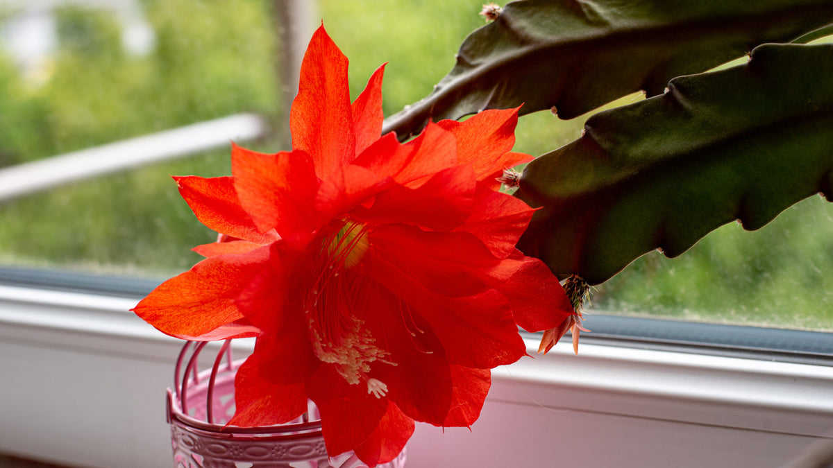 Red Epiphyllum Oxypetalum Flower Seeds Flower seeds for Planting Vibrant Colors Heirloom & GMO Free Seeds for Home Garden
Sale for planting in home garden