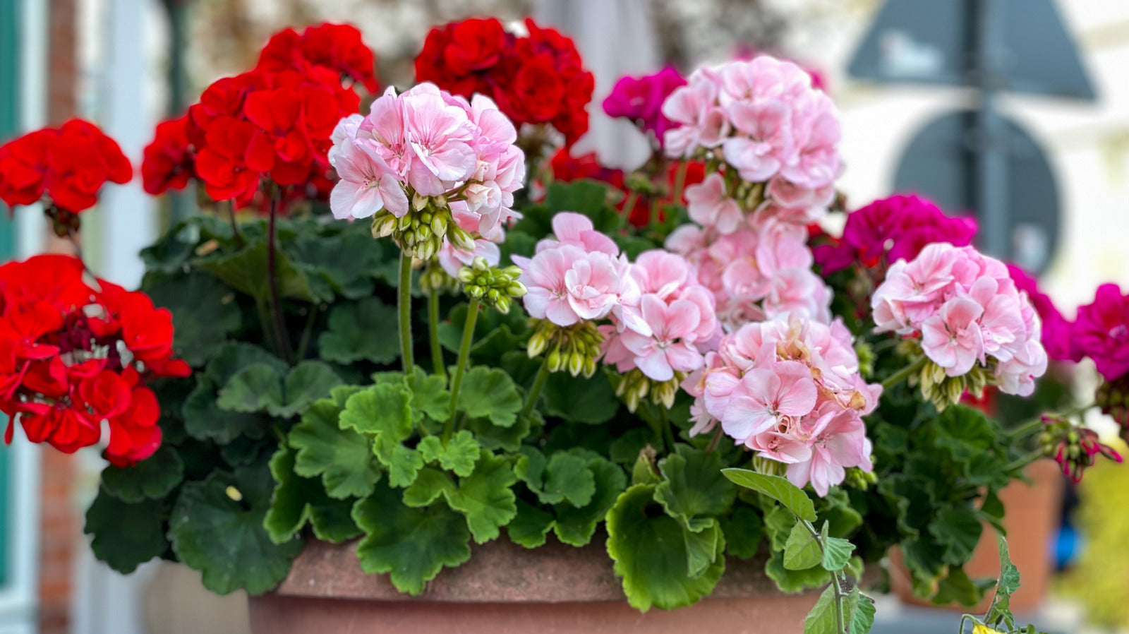 Mixed Color Pelargonium Flower Seeds for Planting Colorful Display Heirloom & GMO Free Seeds for Home Garden
Sale