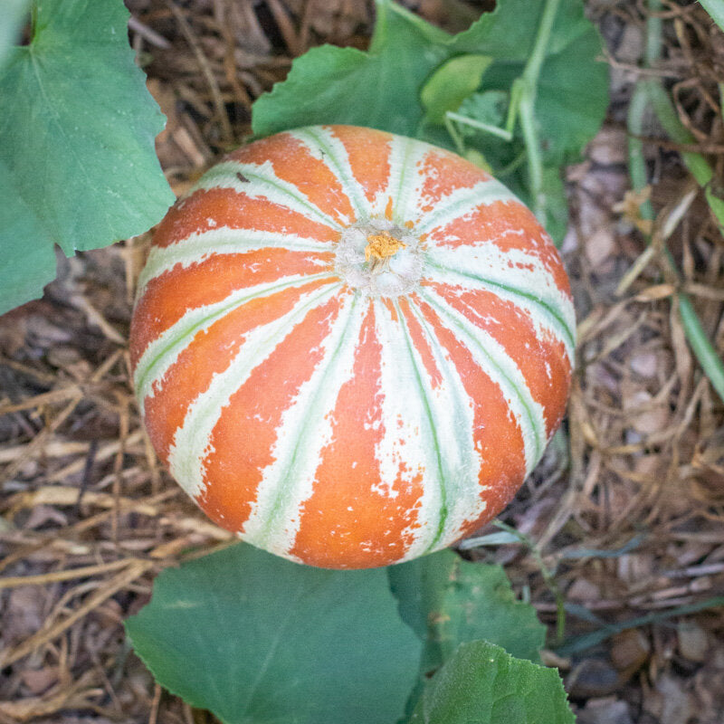 Mixed Kajari Melon Seeds for Planting