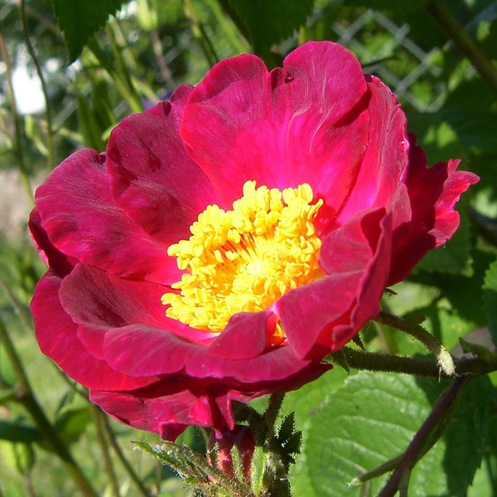 Maroon Rugosa Rose Flower seeds for Planting - Garden Favorite, Heirloom & GMO Free Seeds for Home Garden