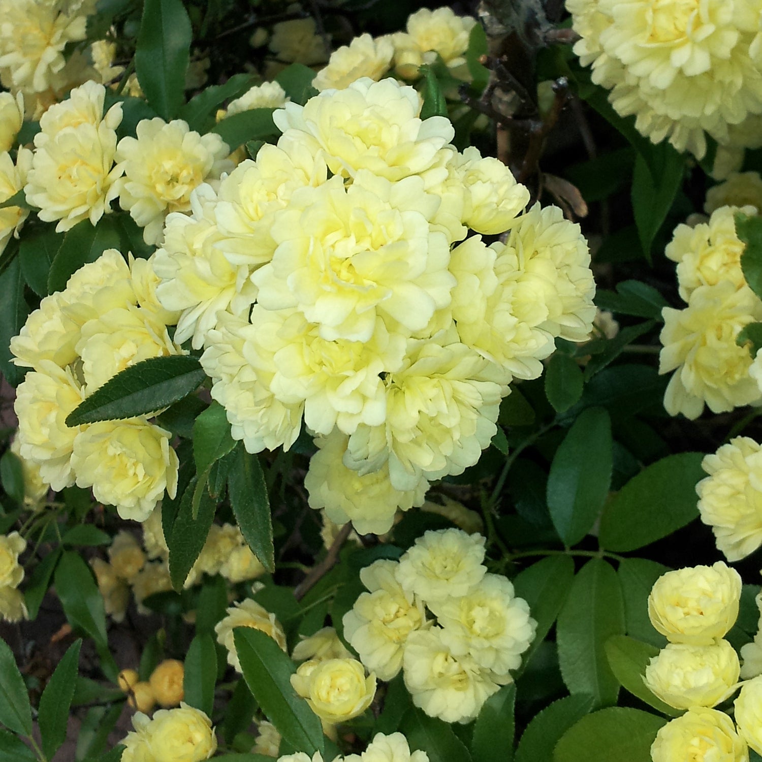Rosa Banksiae Flower seeds for Planting - Wildflower Mix, Heirloom & GMO Free Seeds for Home Garden