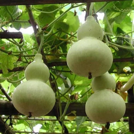 Lagenaria vegetable seeds for planting in home gardens