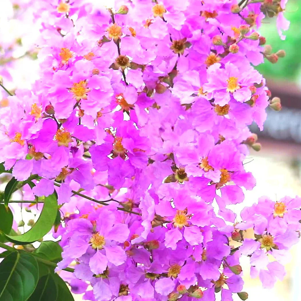 Myrtle Pink Flower Seeds for Planting Vibrant Blooms for Your Garden - Evergrowseeds