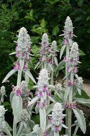Lamb’s Ear groundcover grown from seeds in garden border