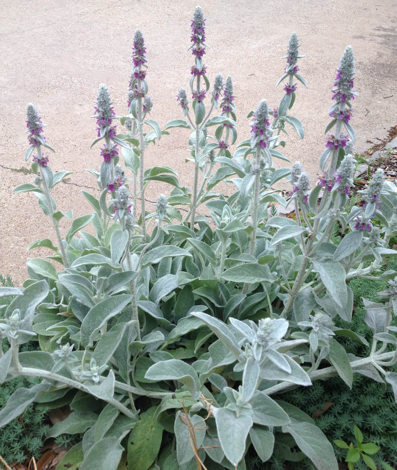 Lamb'sEar Flower seeds blooming in flower beds, containers, borders, and pollinator-friendly gardens