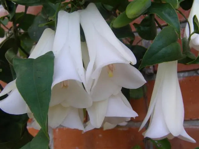 White Lapageria Flower seeds for Planting - Colorful Display, Heirloom & GMO Free Seeds for Home Garden
