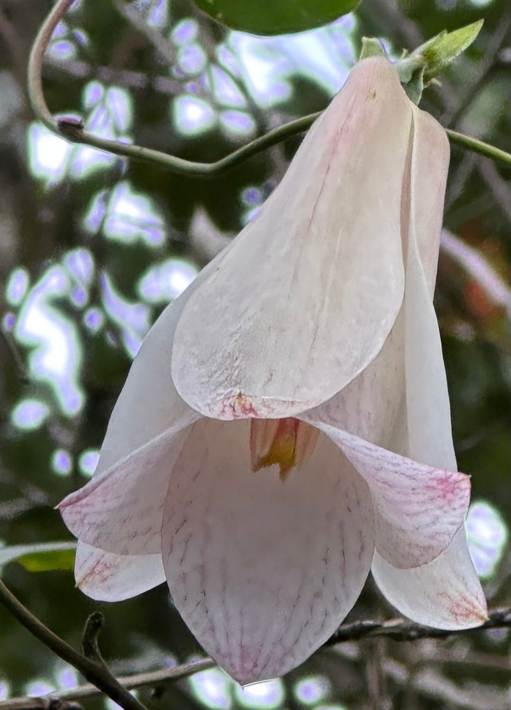 White Lapageria Flower seeds for Planting - Colorful Display, Heirloom & GMO Free Seeds for Home Garden