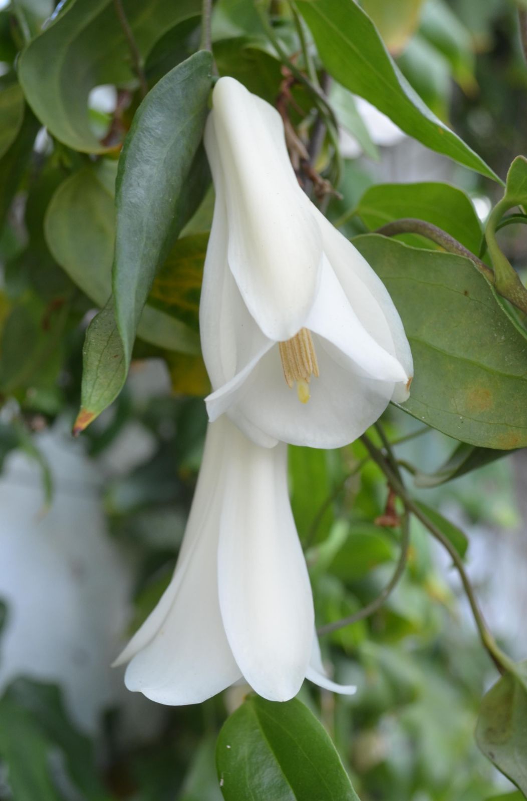 White Lapageria Flower seeds for Planting - Colorful Display, Heirloom & GMO Free Seeds for Home Garden