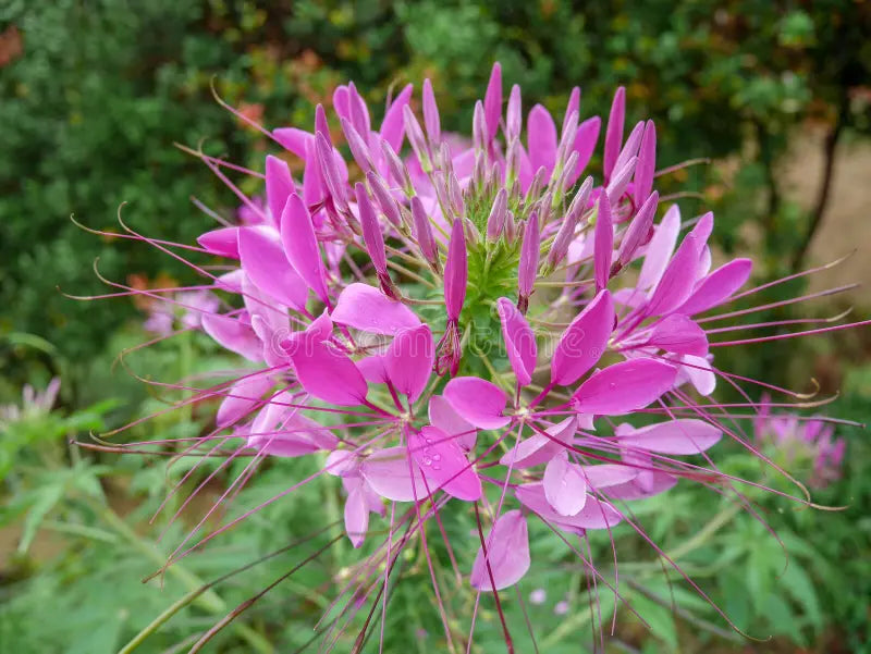 Pink Hatiora Rosea Flower seeds for Planting - Pollinator Friendly, Heirloom & GMO Free Seeds for Home Garden