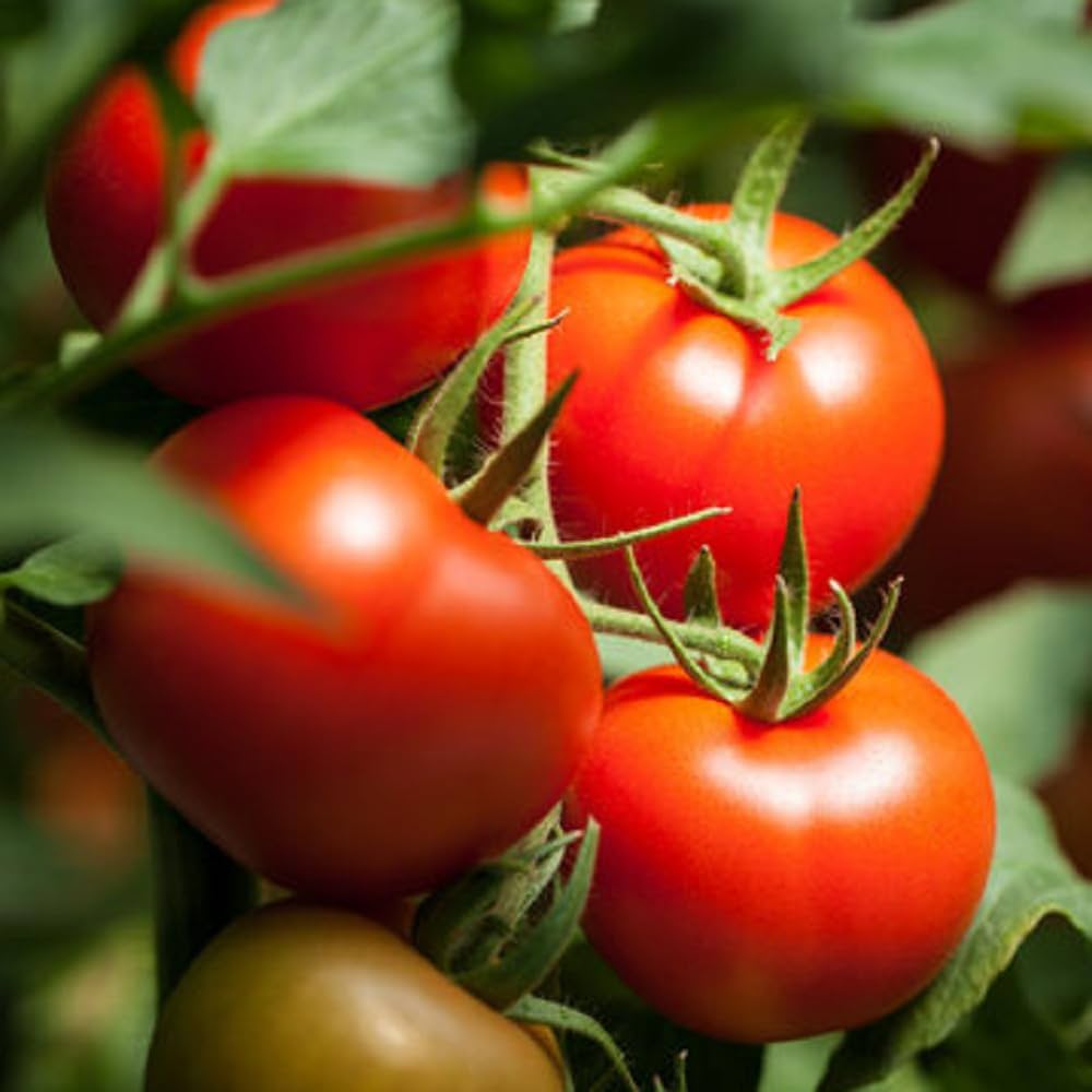 Large tomato seeds for home garden and kitchen gardening