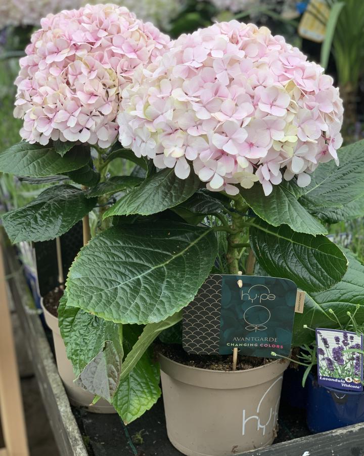 White Pink Hydrangea Seeds Flower seeds for Planting - Sun Loving, Heirloom & GMO Free Seeds for Home Garden