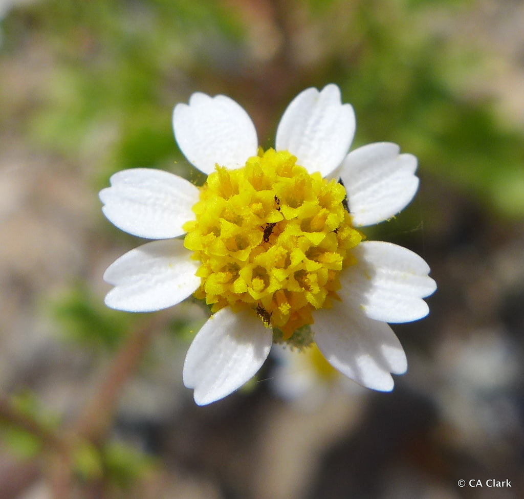 Anacyclus Pyrethrum Flower seeds for Planting - Garden Favorite, Heirloom & GMO Free Seeds for Home Garden