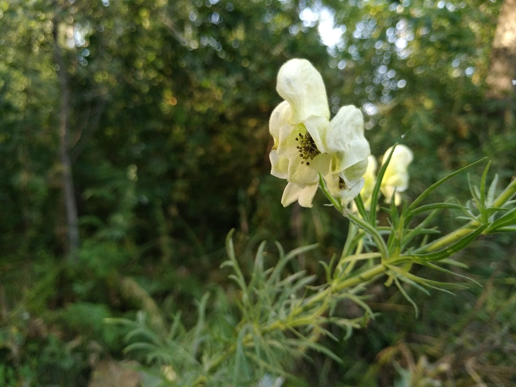 Light Green Aconitum Anthora Seeds for Easy Planting