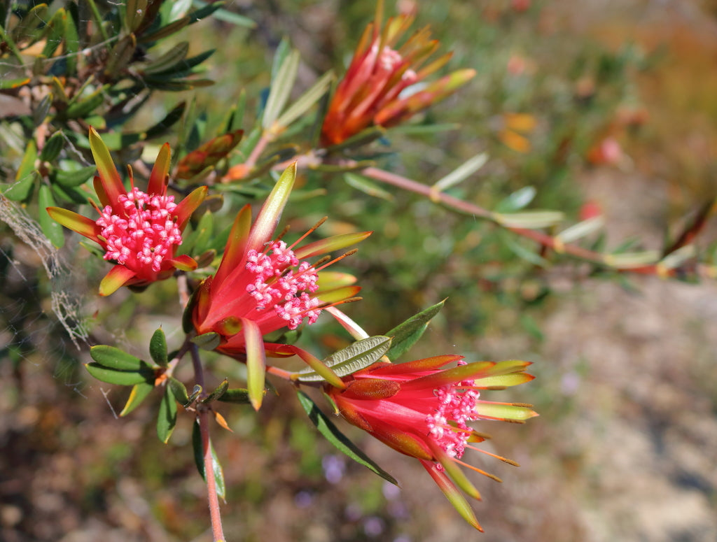 Red Euphorbia Griffithii Flower seeds for Planting - Shade Tolerant, Heirloom & GMO Free Seeds for Home Garden